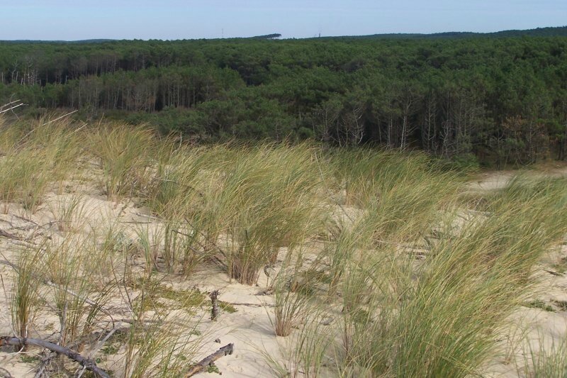 dune_foretMF2