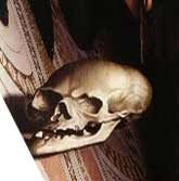 anamorphose3