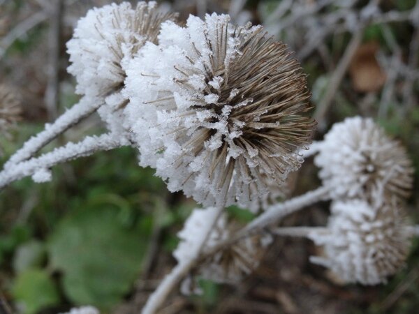 Givre1