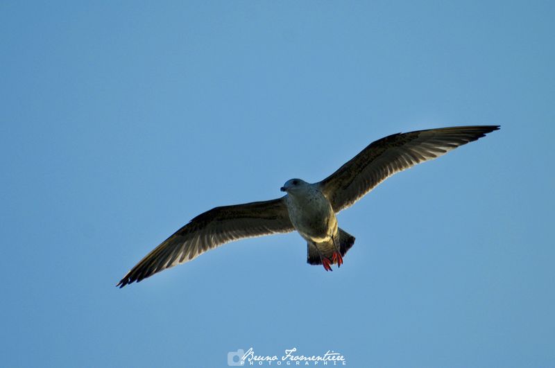 Mouette_2