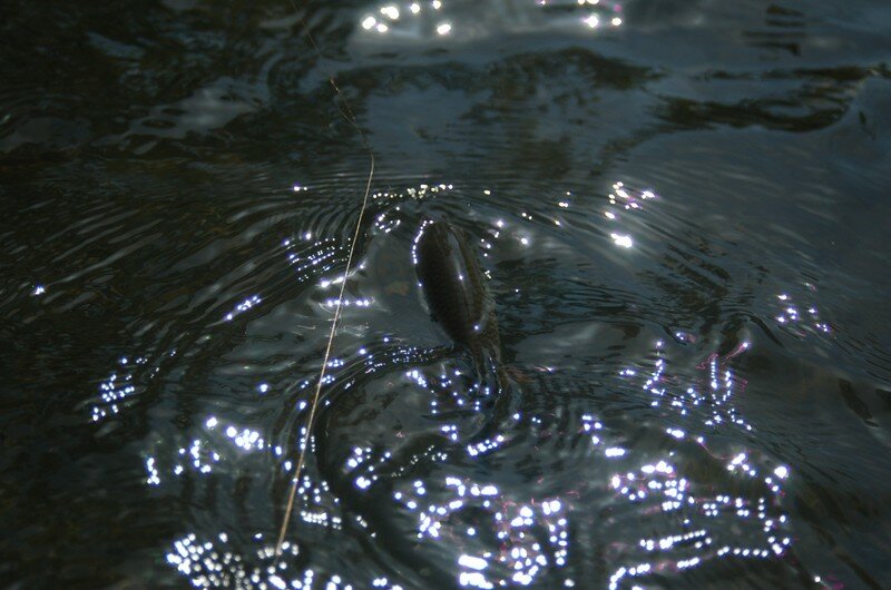 La pêche à de pin à la forêt du domaine de Léningrad laes comme parvenir