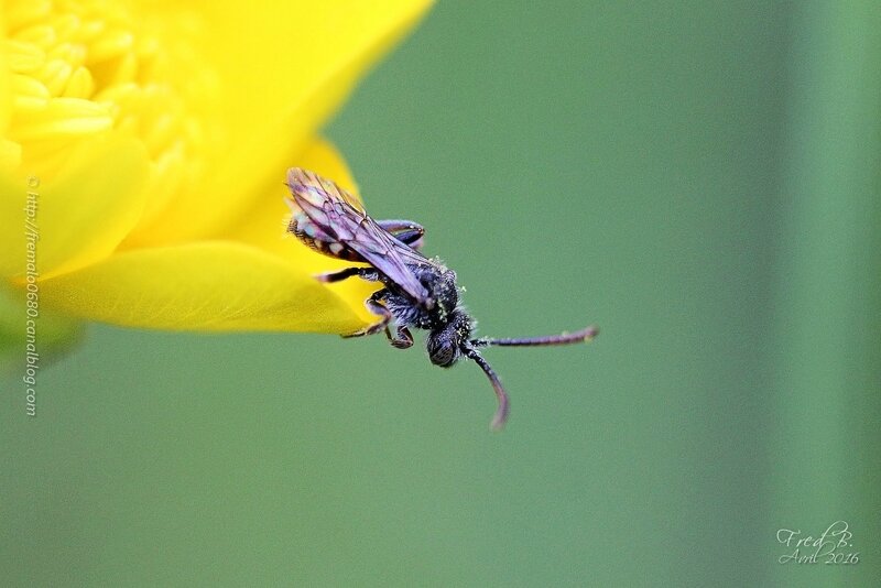 Nomada sp