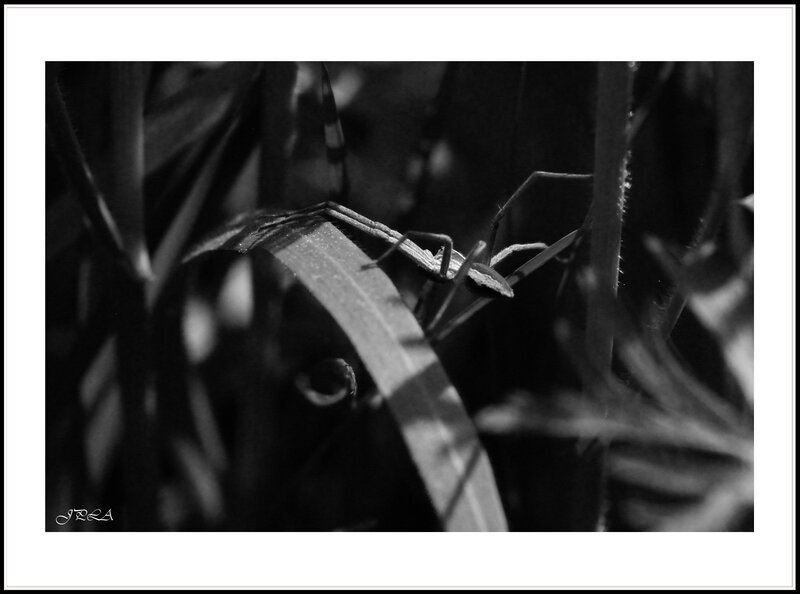 14 04 17 14 04 11 105macro 9811 b