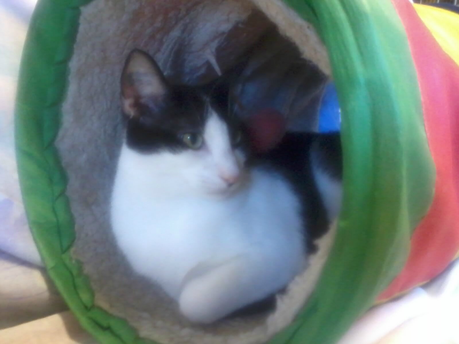Chat lycos