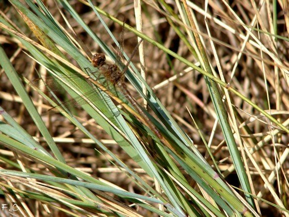 Photo_002