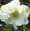 Helleborus × hybridus 'Mrs Betty Ranicar'