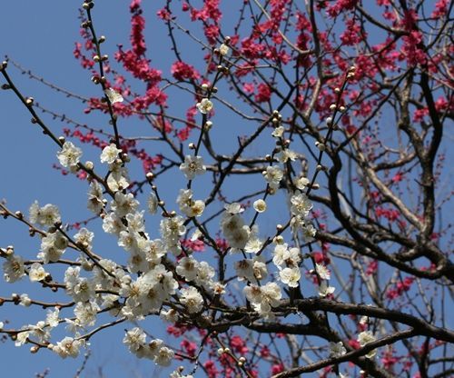 ume2