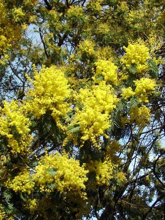 Mimosa_2_07b