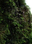 juniperusSabina4336