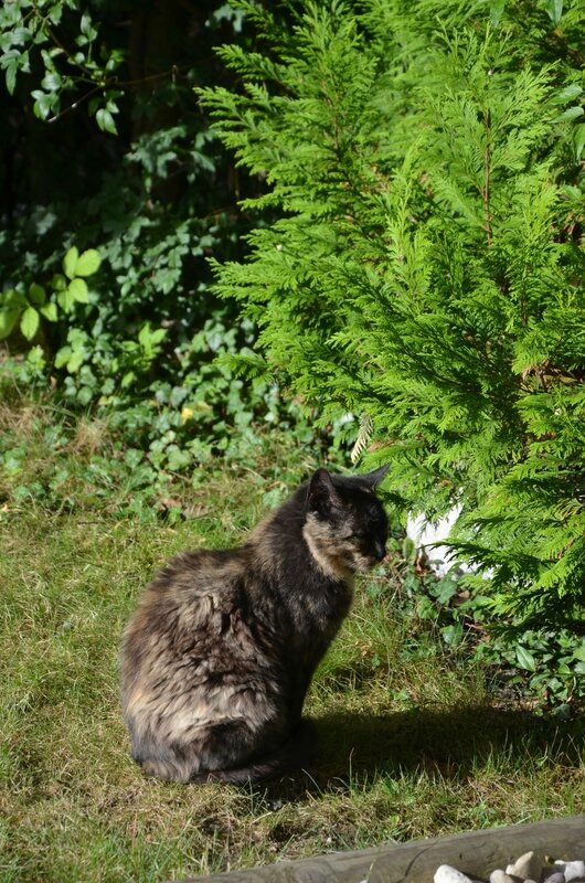 rencontre chien et chat