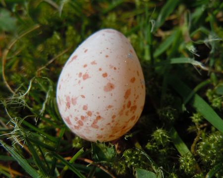 Oeuf