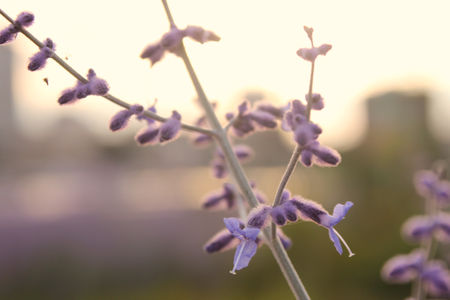 doux_soleil_3