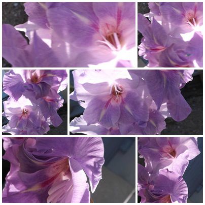 Conserves & jardin (6)