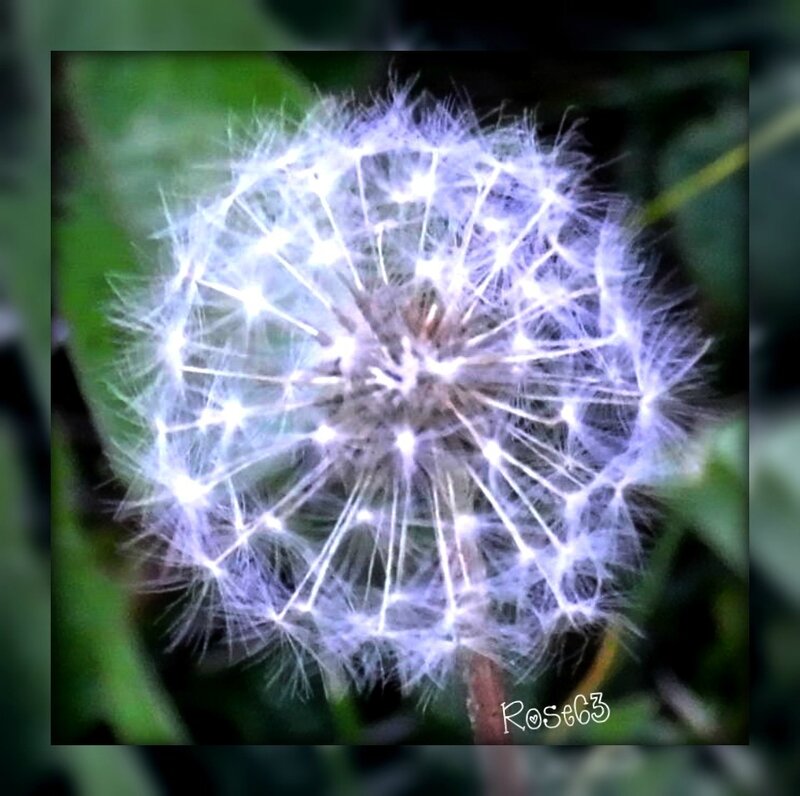 Rose63