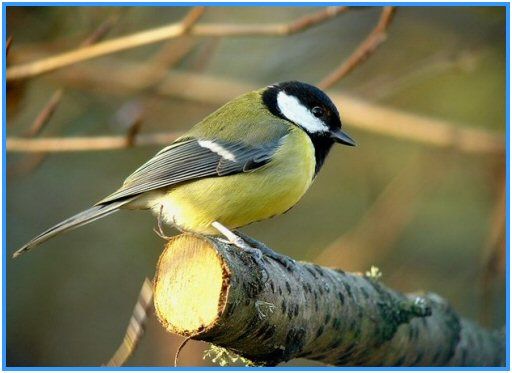 oiseau_mesange_charbonniere