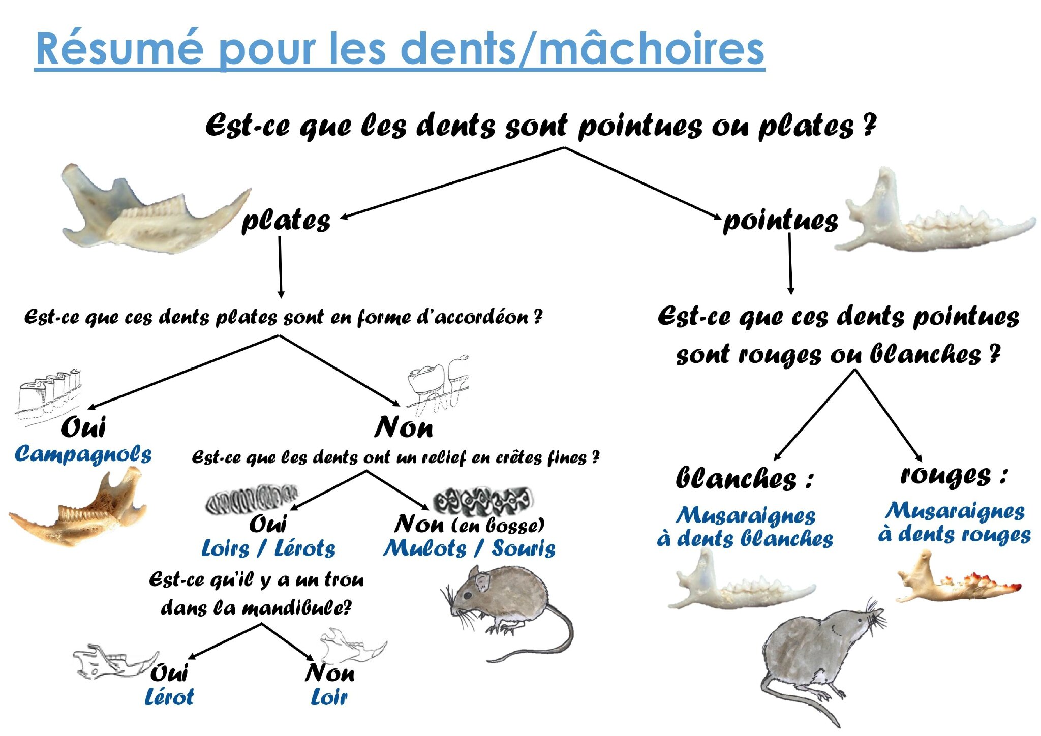 Portfolio d Anne Cécile Dubois 0009 · 0011
