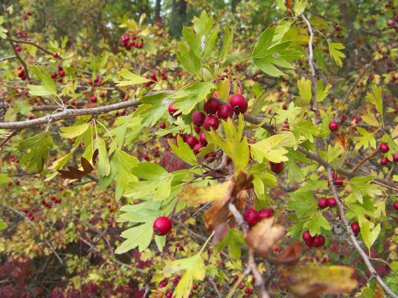Automne 2011 (11)