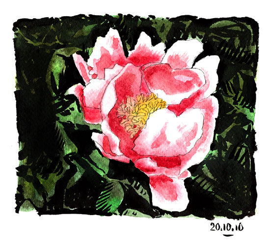 PIVOINE
