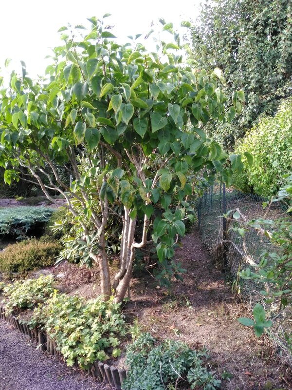 16 09 22 Jardin 17h39b