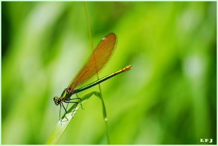 DSC_0025__Libellule