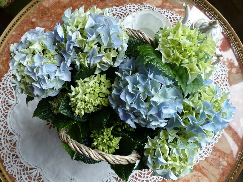 hortensia fête des mères 2016 (4)