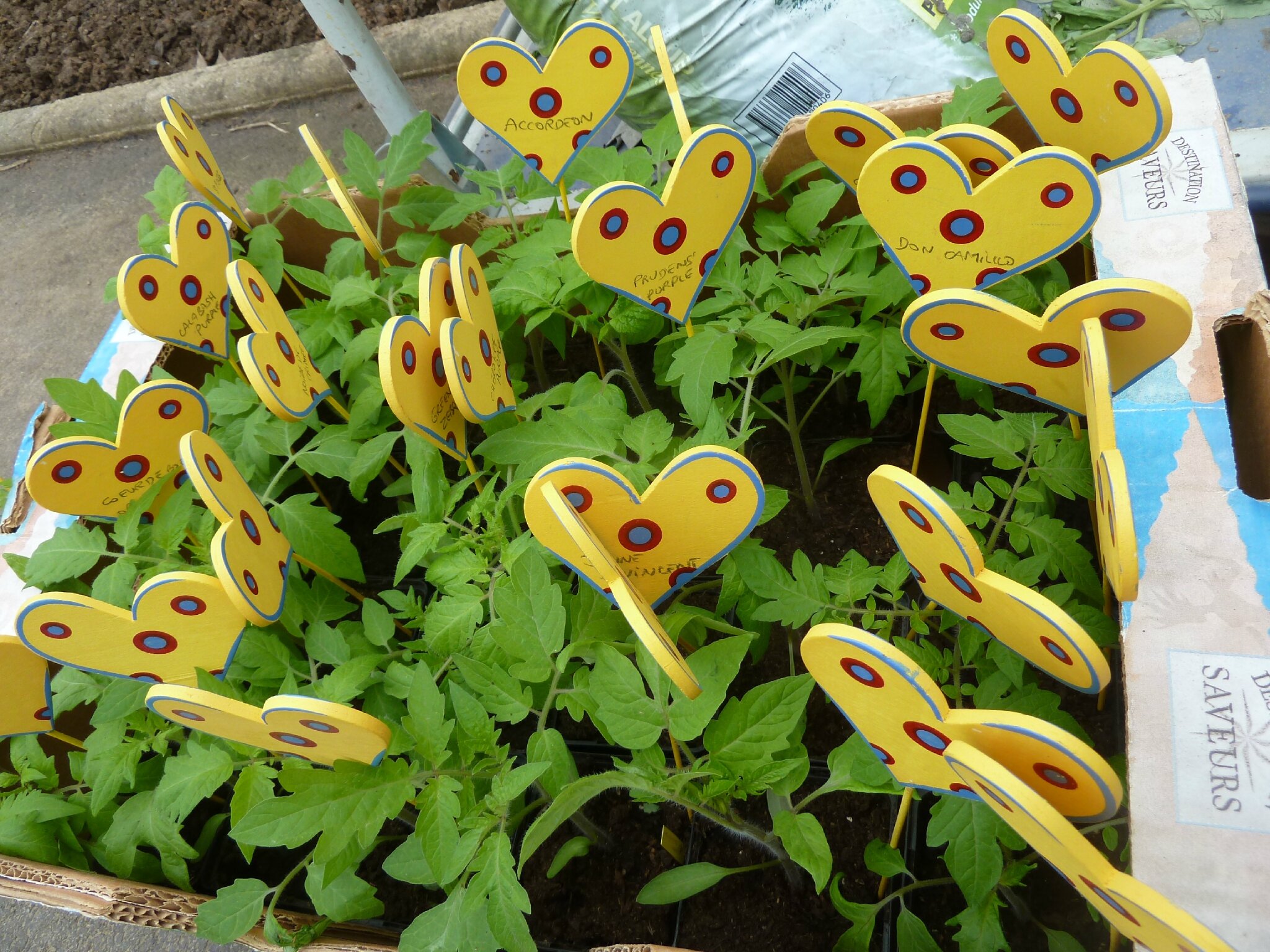 11/04/2013 tomates sous serre passion potager
