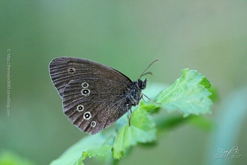 Aphantopus hyperantus