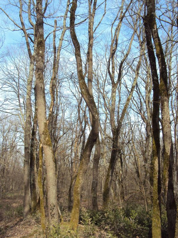 Rencontres foret de bouconne