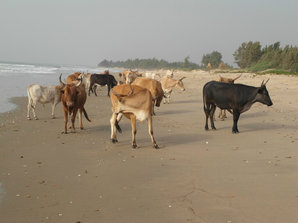 rencontre plage de la lagune
