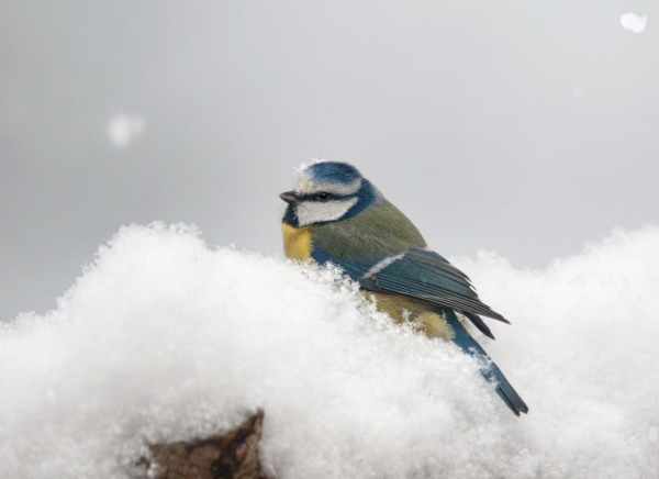 oiseau-dans-la-neige