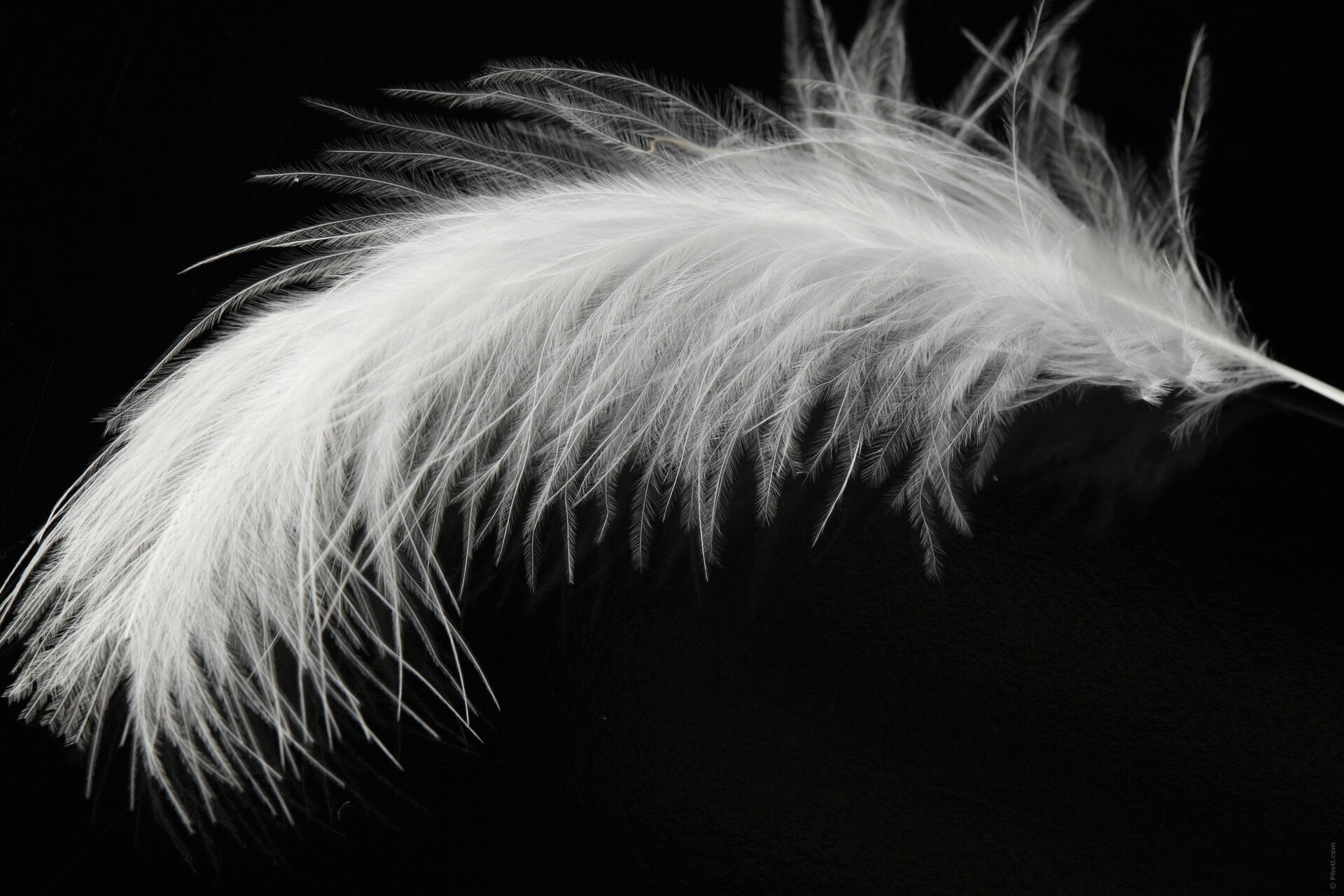 Белое перо