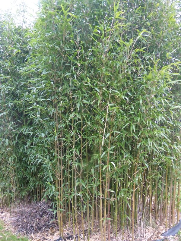 26 avril du bambou pour clôturer passion potager Bambou Créatif clôture