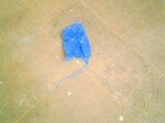 Bowerbird_Cimg3058