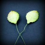 feuilles de rose moyen vert