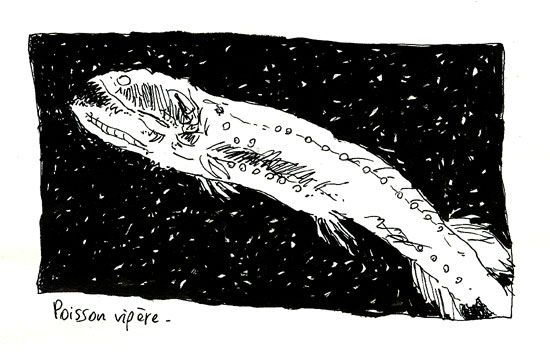 poisson_vipere