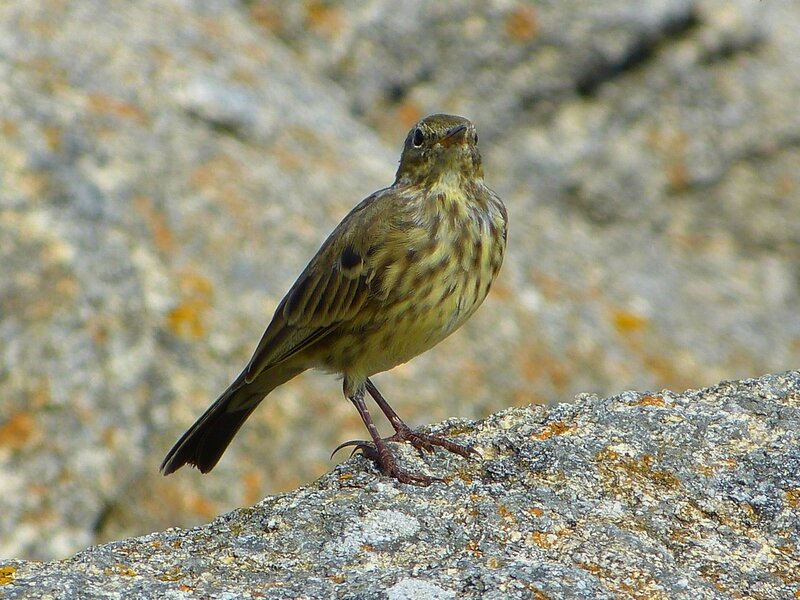 pipit