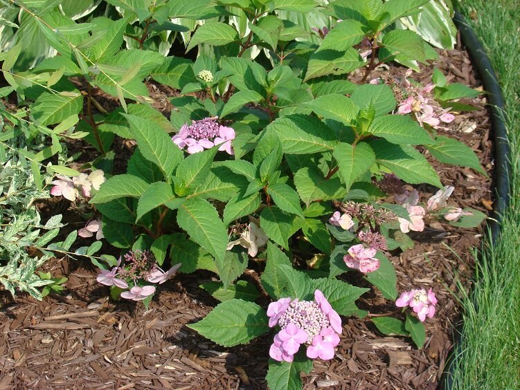 hydrangea Twist n' shout