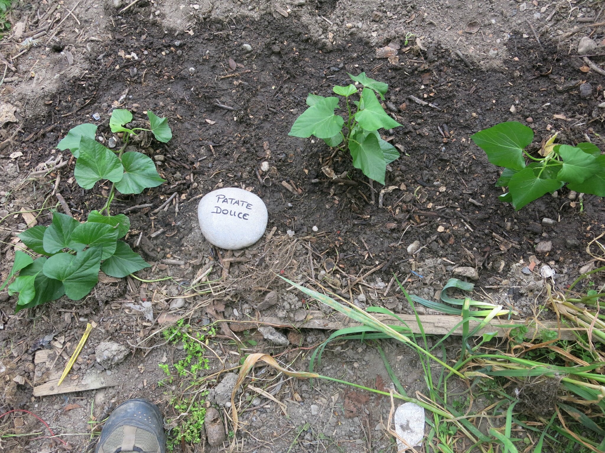Serre à tomates, patate douce et "nuit debout" le concombre ...