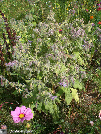 Borago_officinalis_2