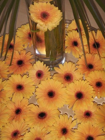 gerbera_2