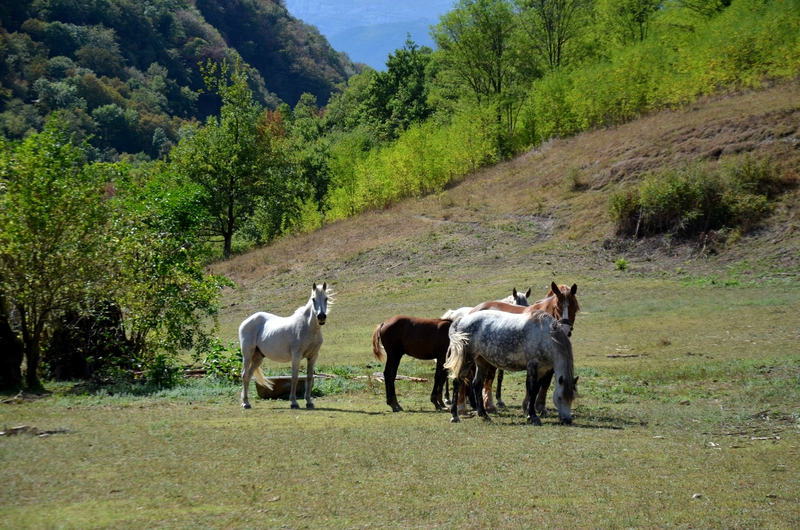 DSC_0832-001