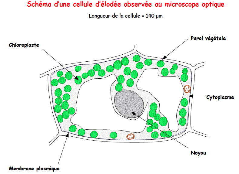 Schematiser Le Fonctionnement Dune Cellule Vegetale Nde Exercice Images