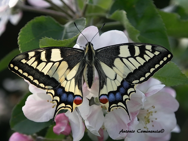 Machaon