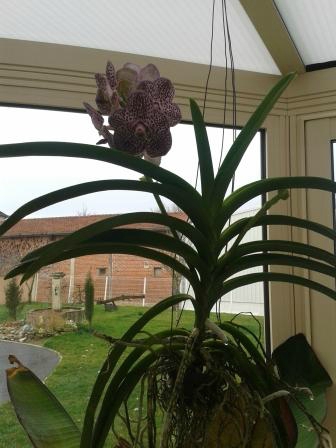 vanda3