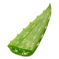 Aloe vera et actinomycose