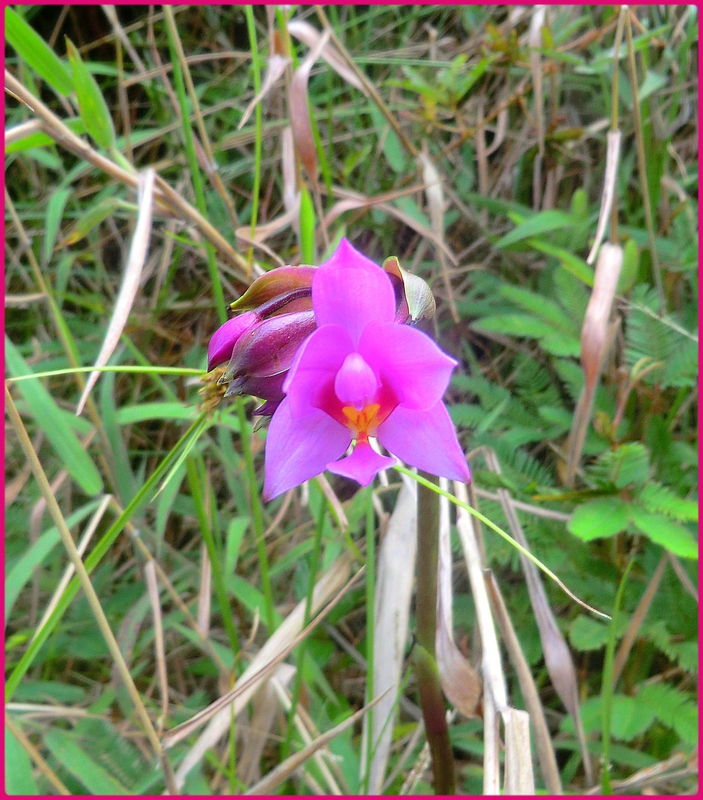 orchid8