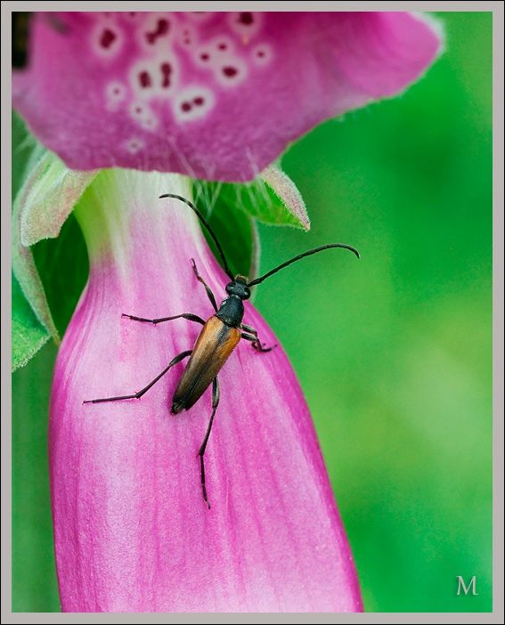 insecte007