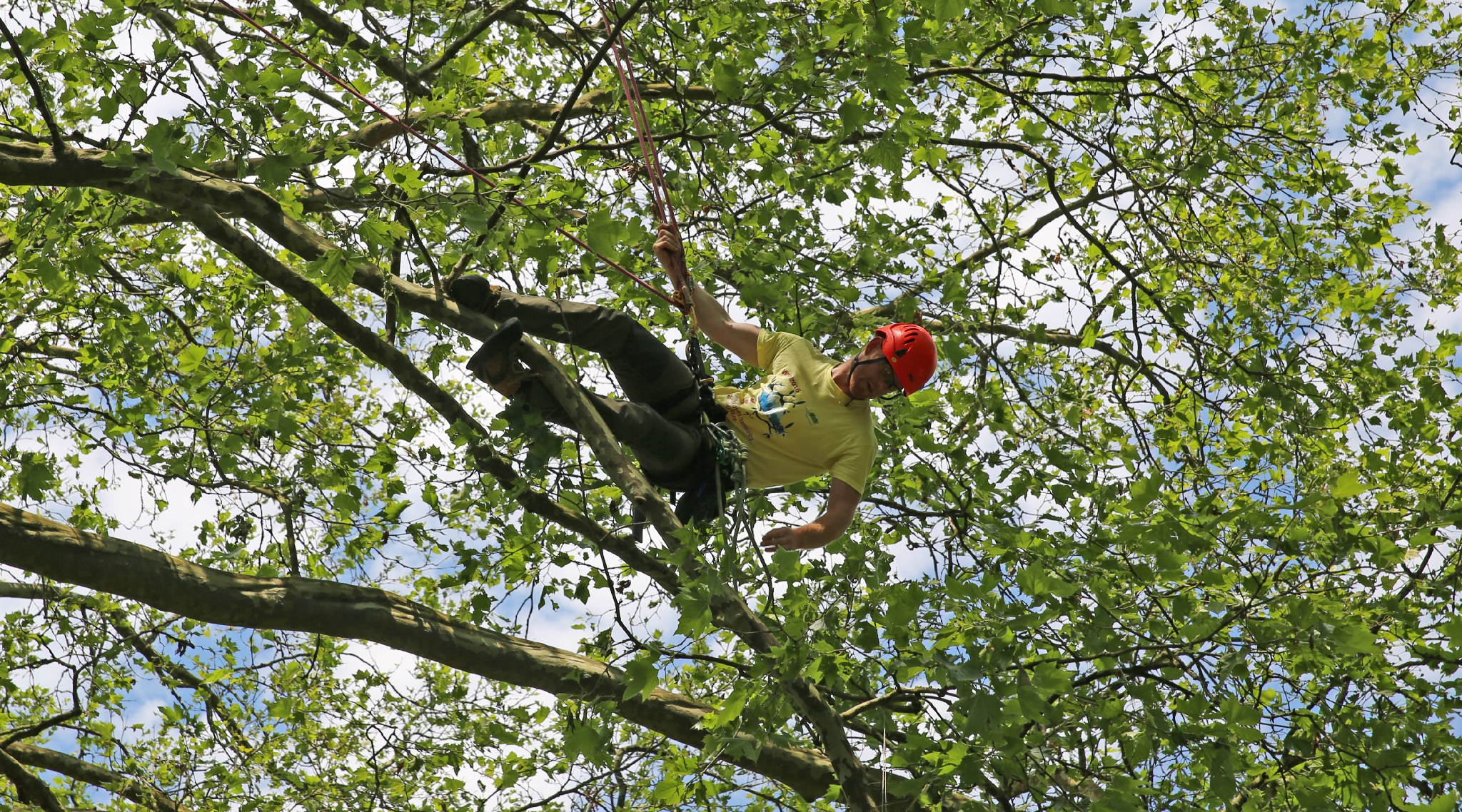 Rencontre nationale d'arboriculture 2016