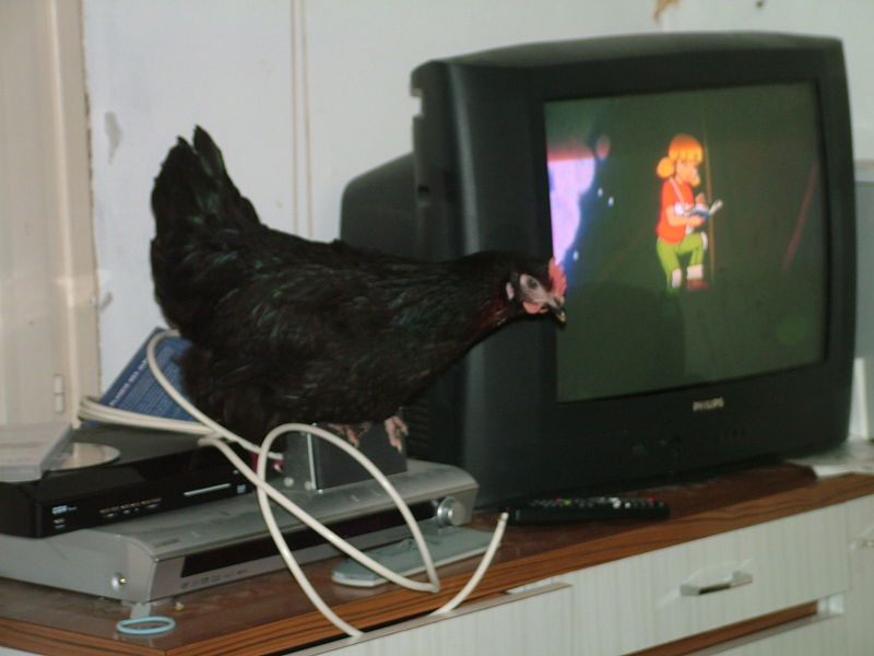 Une poule sur...le DVD - Tribu des pandas Une poule sur...le DVD - Tribu des pandas