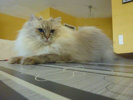 Ragdolls Divine Lyra - Page 10 83318139_p
